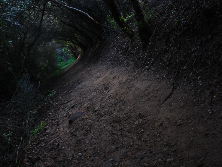 a trail passes through some dark, tree - lined woods