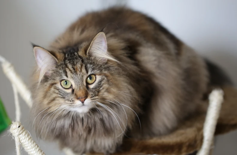 a cat sits in a scratching box with a leash