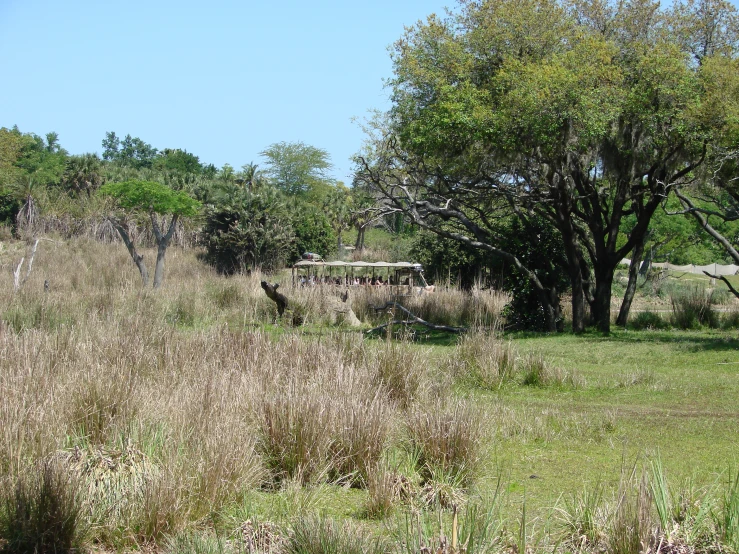 giraffes grazing in the grass near trees