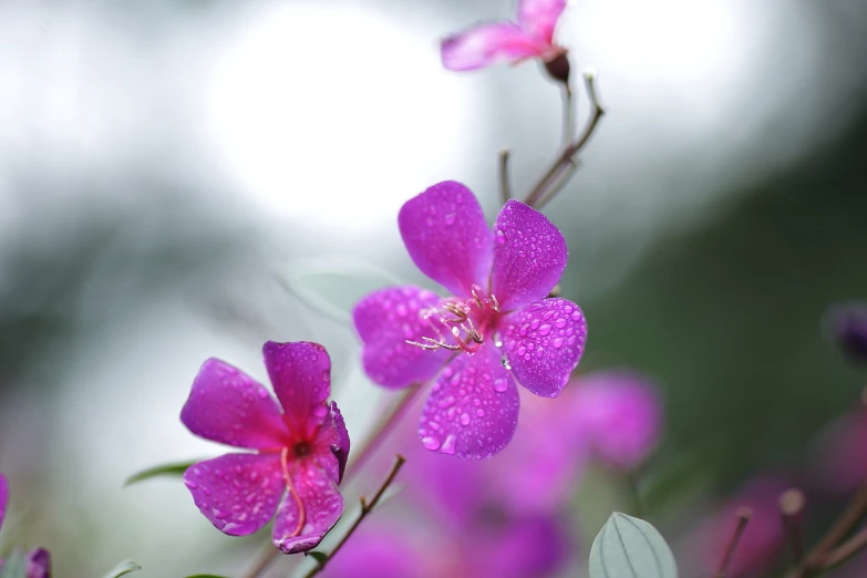 close up of the pink flowers and their dew drops