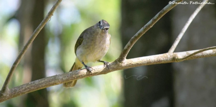 a small bird perched on the nch of a tree