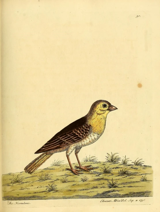 a brown and yellow bird standing on the ground