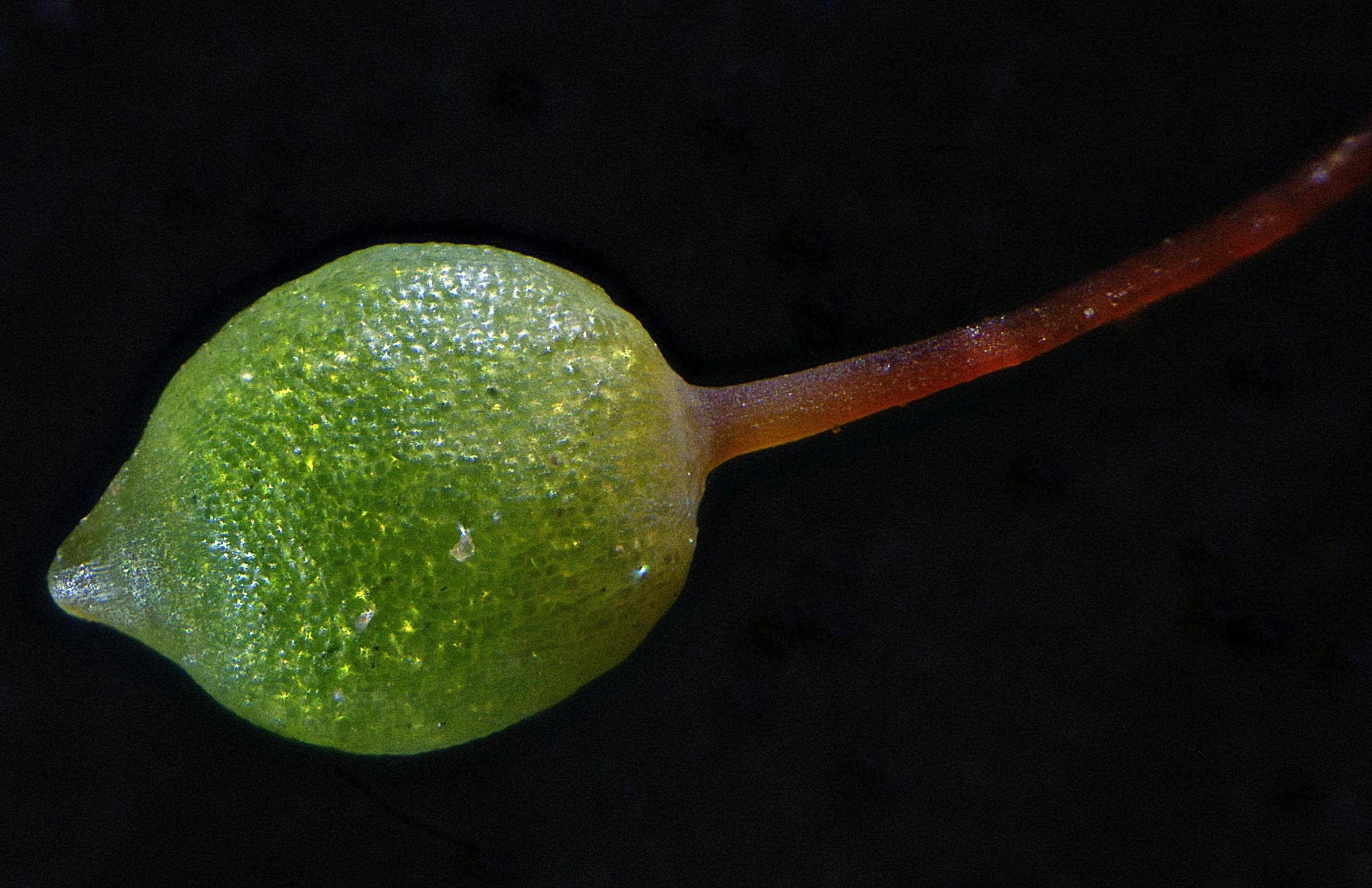 close up of a lemon with water drops on it
