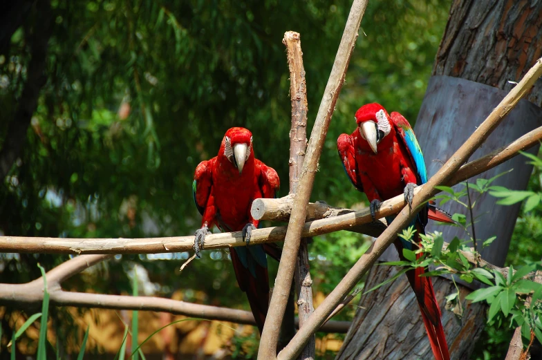 two large red parrots perched on some trees