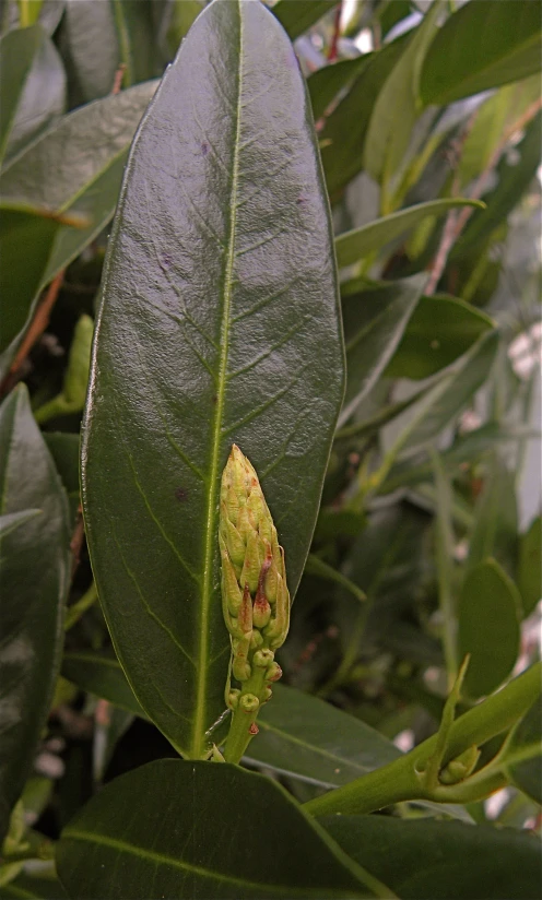 a leaf covered with green leaves near another leaf