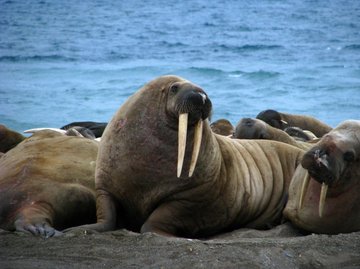 there are walrus with large long tusks on their heads