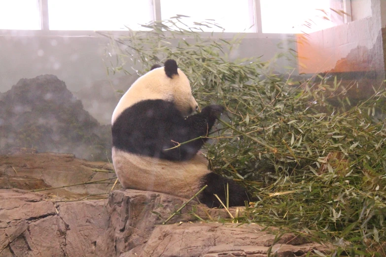 panda sitting on rock eating bamboo next to wall