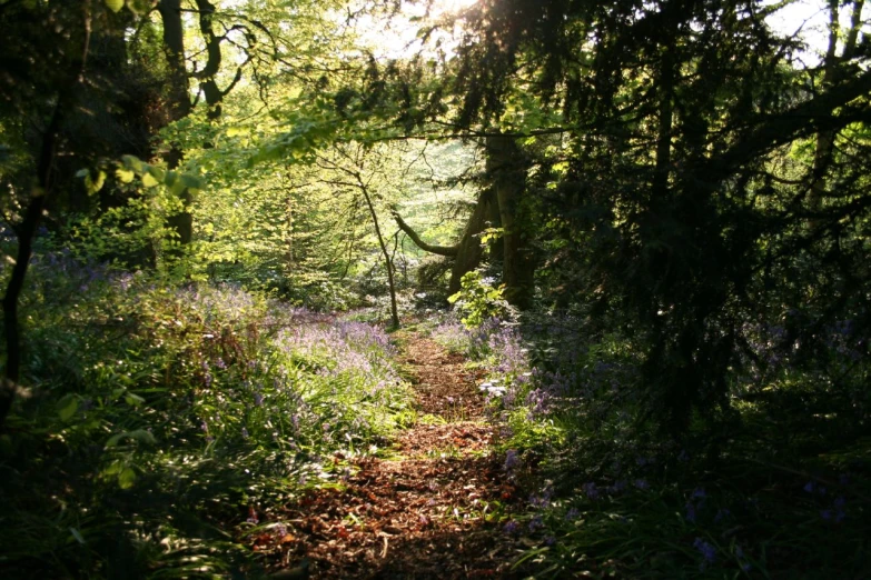 a wooded pathway leads through thick green trees