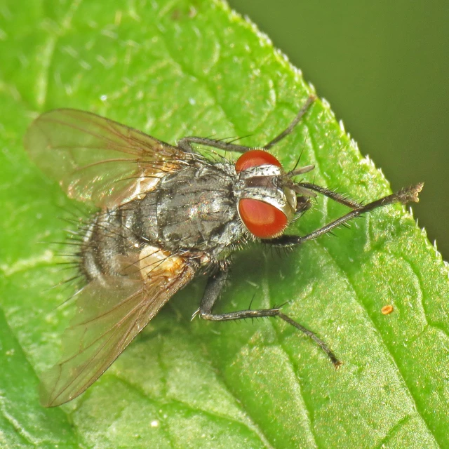 two flys on the leaf of a plant