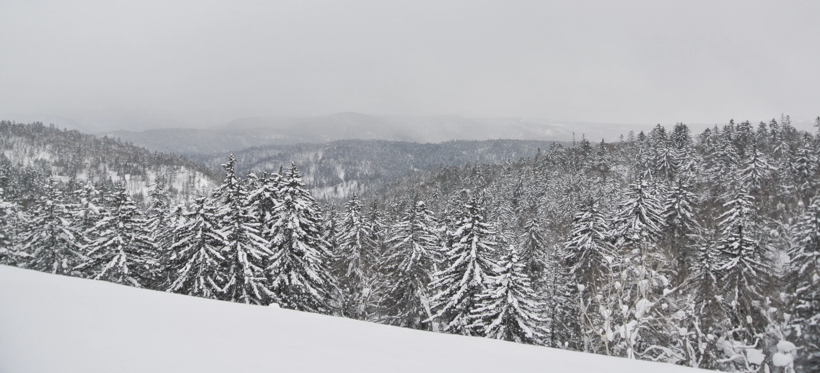 snow covered trees on a hill with a snowy sky