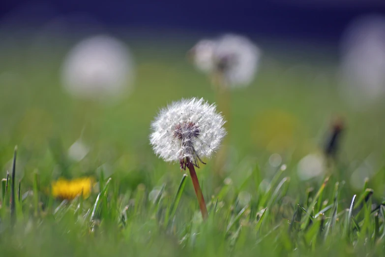 a dandelion and its seeds sitting in the grass
