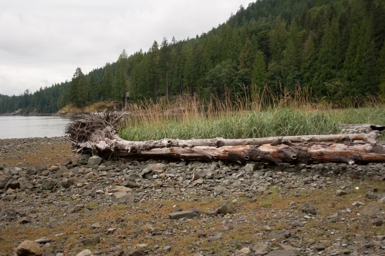 logs are piled on the ground near a body of water