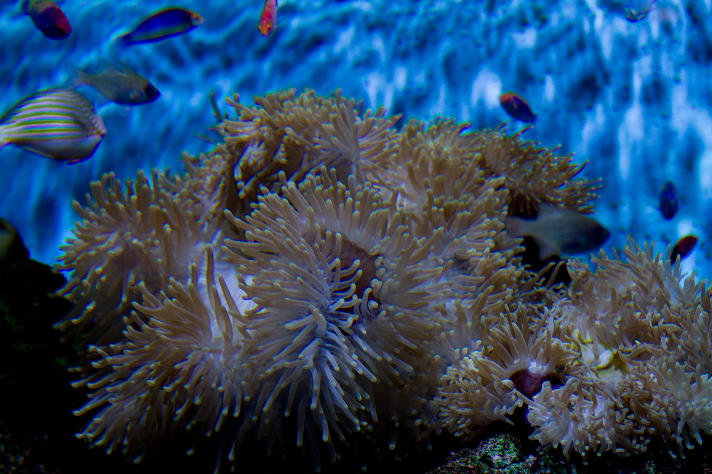 a close up of several sea anemones with orange clownfish