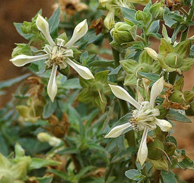 small flowers and leaves growing on the stems