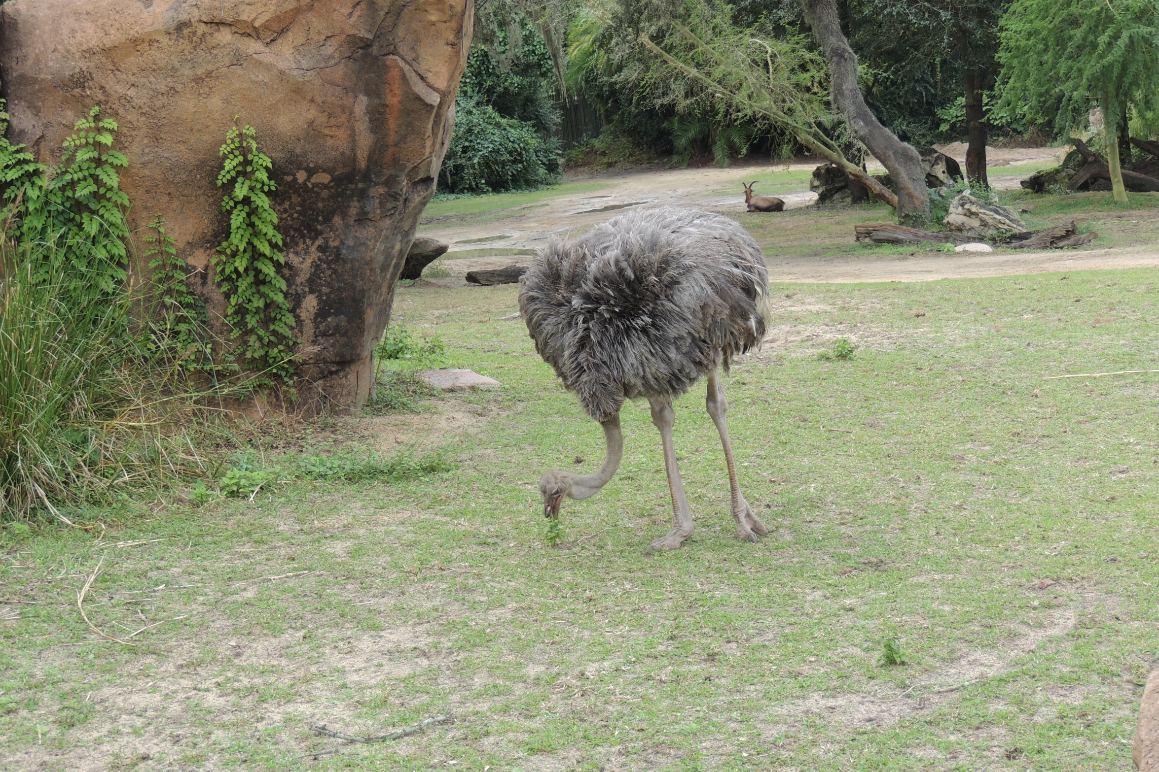 an ostrich in a park is standing alone