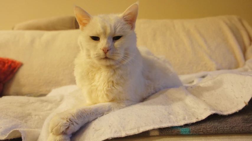 a cat laying on top of a blanket covered bed