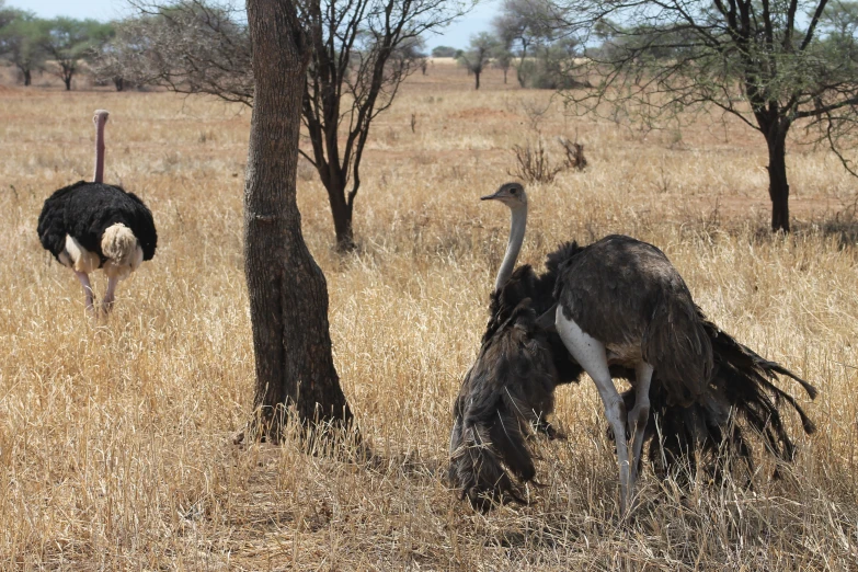 an ostrich is grazing on dead grass in front of a tree