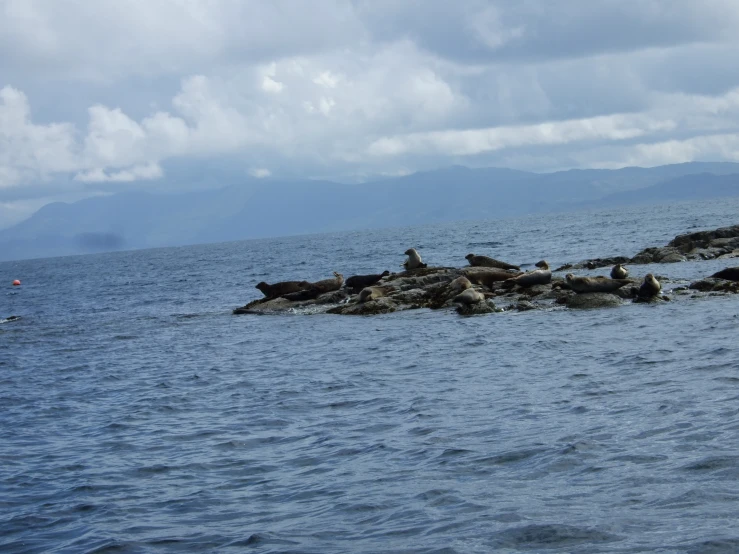 there are many sea lions in the water