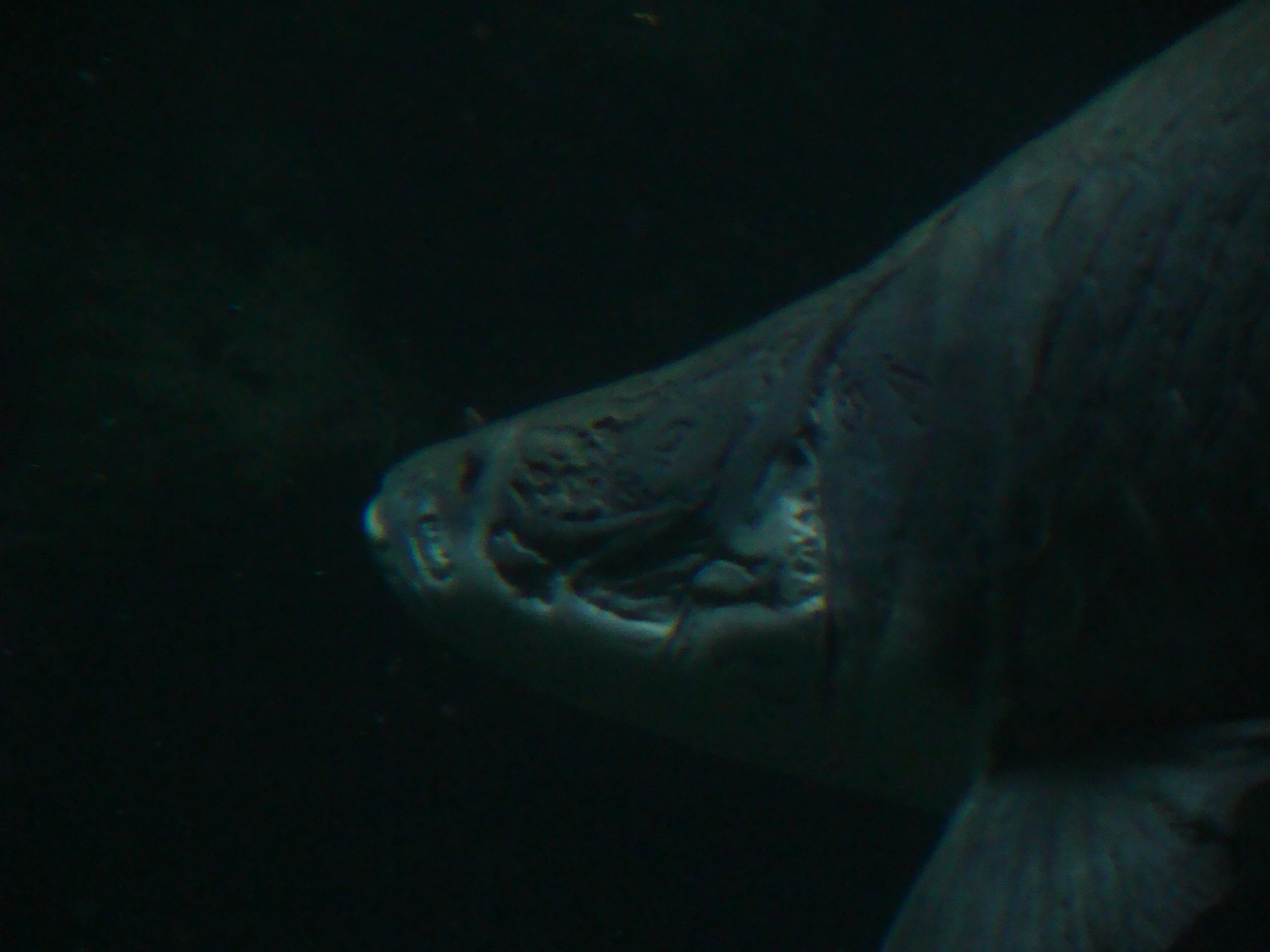 the inside of an aquarium tank, with the face of a large fish in the water