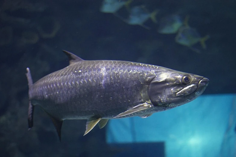 a fish with an indifferent look swims near a pool