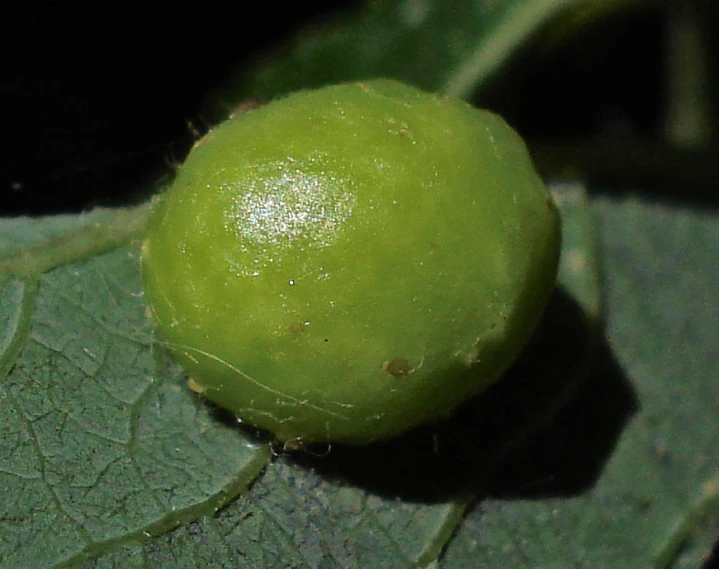 this is a green apple that looks to be turning the seed on