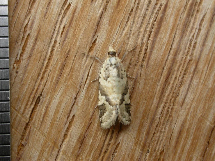 a small brown and white insect on the top of a wooden surface