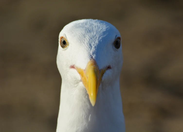 a close up po of the face of a bird