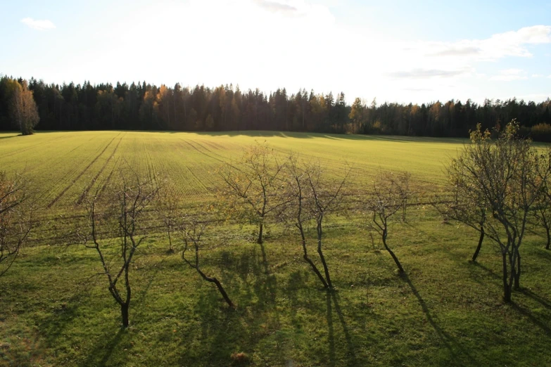 a large field with bare trees and grass