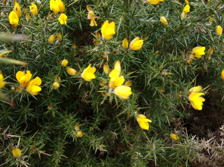 bright yellow flowers with small brown tips growing