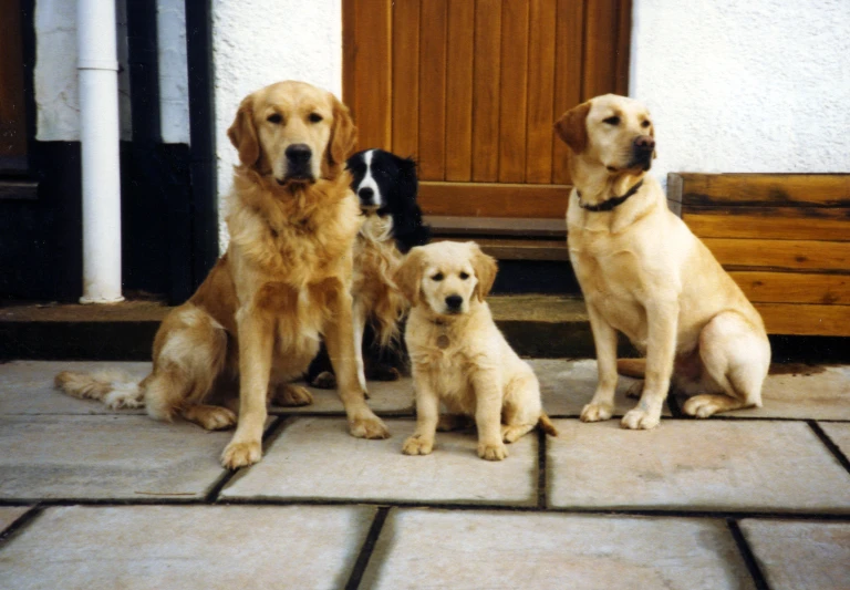 four dogs sitting in front of a door with one dog looking away