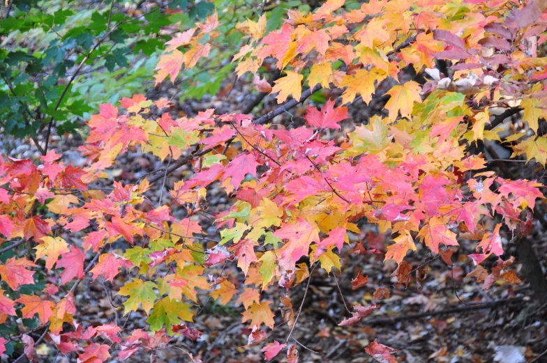a colorful autumn tree with many leaves