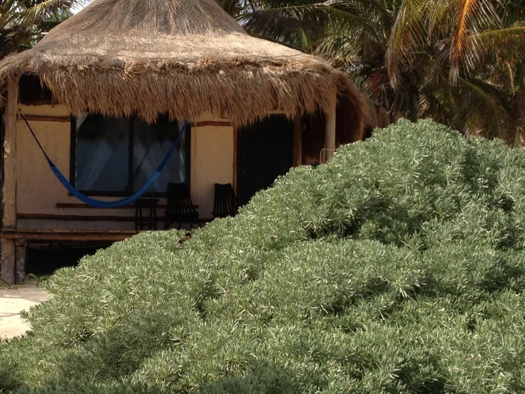 a beach hut with thatched roof and green grass in front