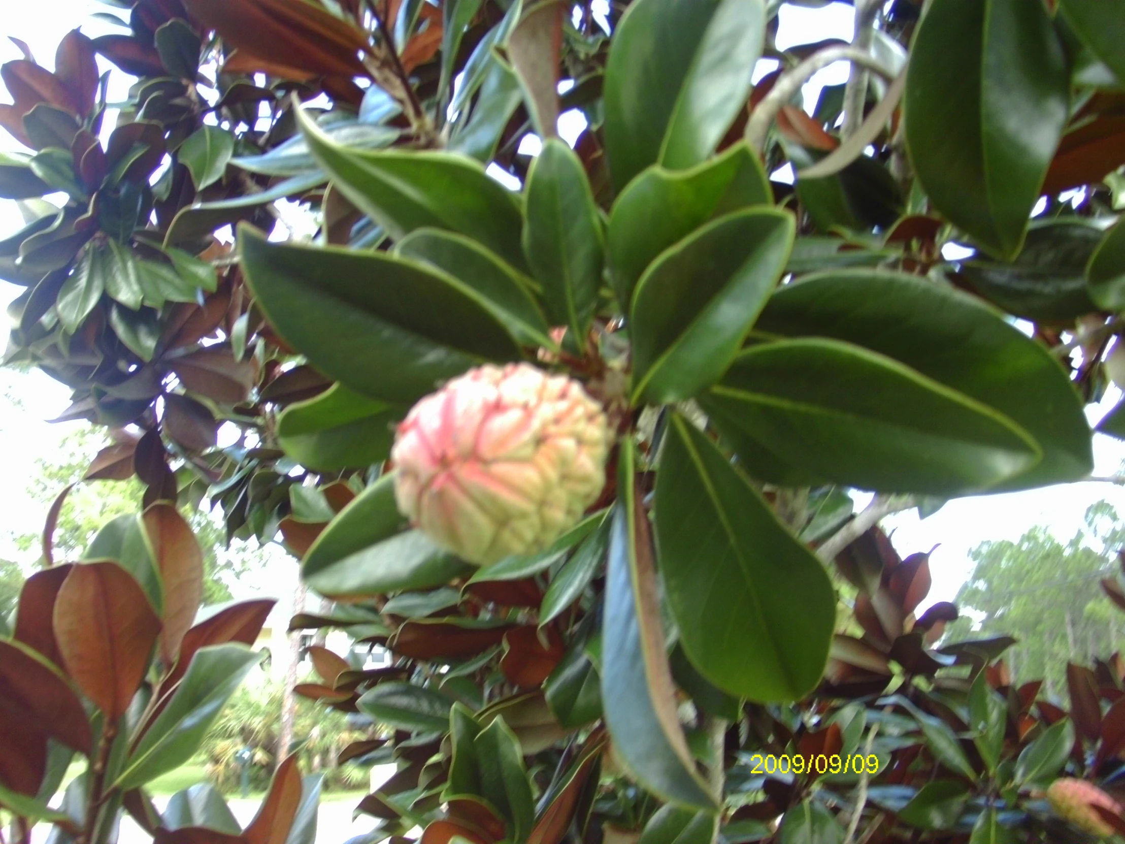 a flower in bloom surrounded by green leaves