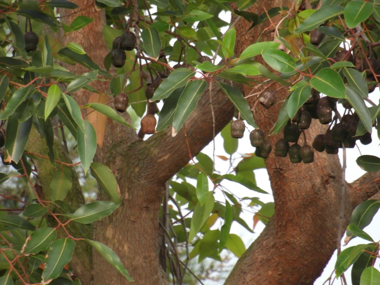 a bunch of fruit hanging from a tree