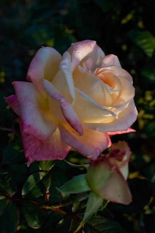 a yellow and pink rose is blooming near the trees