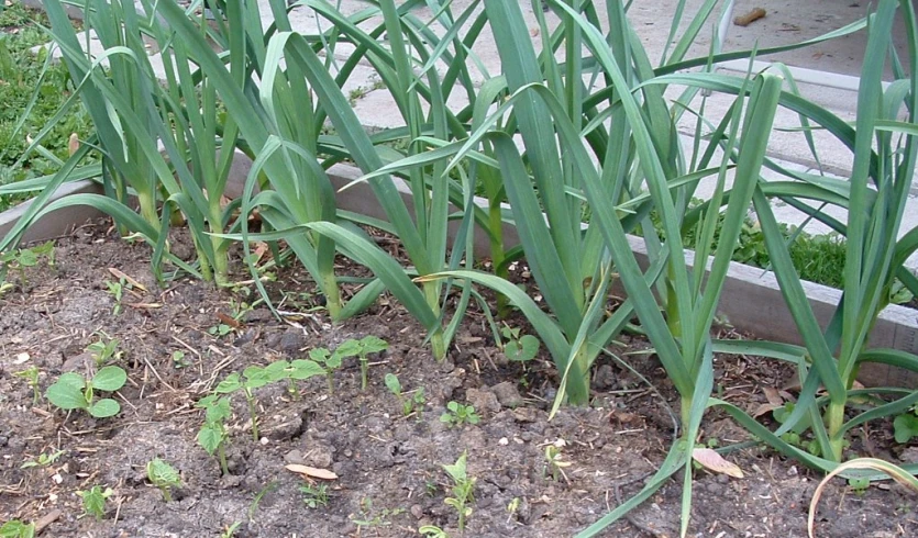 a close up of a plant growing in soil near a building