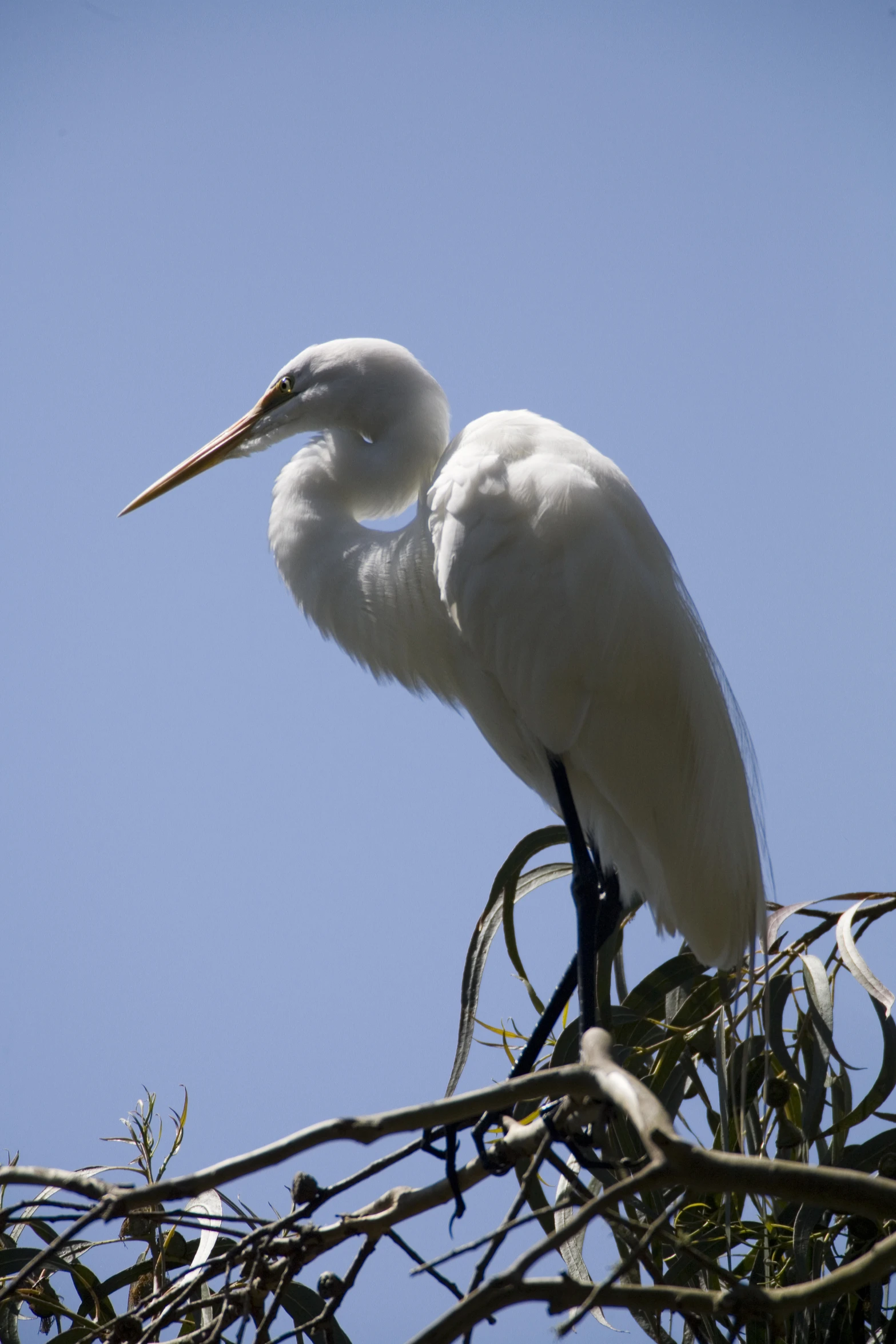 a bird sits on a tree nch in the air