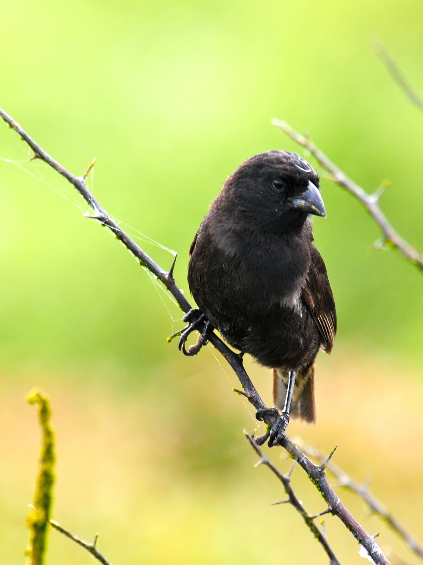 a bird sitting on top of a thin tree nch