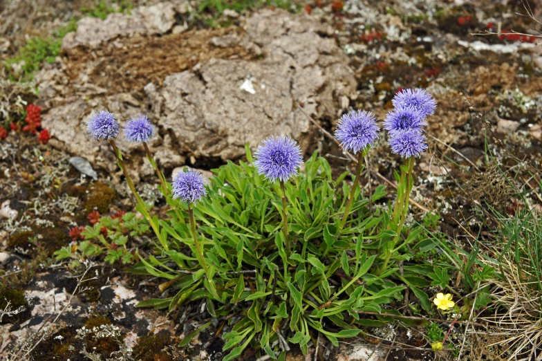purple flowers growing out of a rocky garden