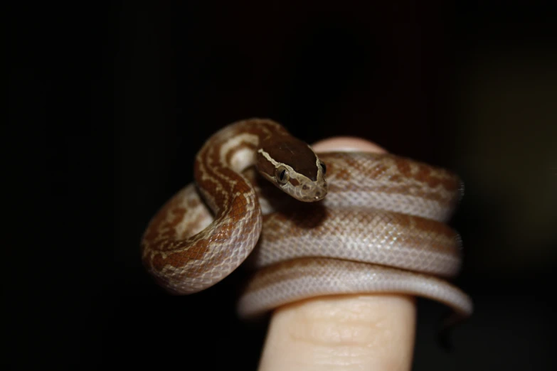 a brown snake sitting on top of someone's finger