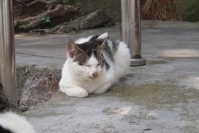 a cat sitting on the ground under a pole