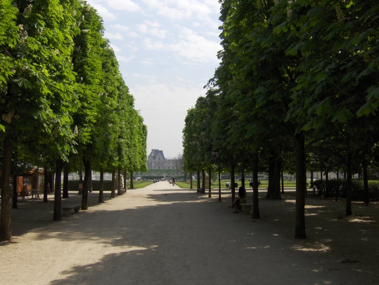 several trees line the sides of a long path with bench seats