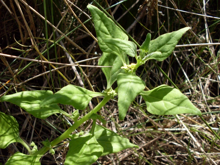 the leaves and stems of an apple tree with very little buds