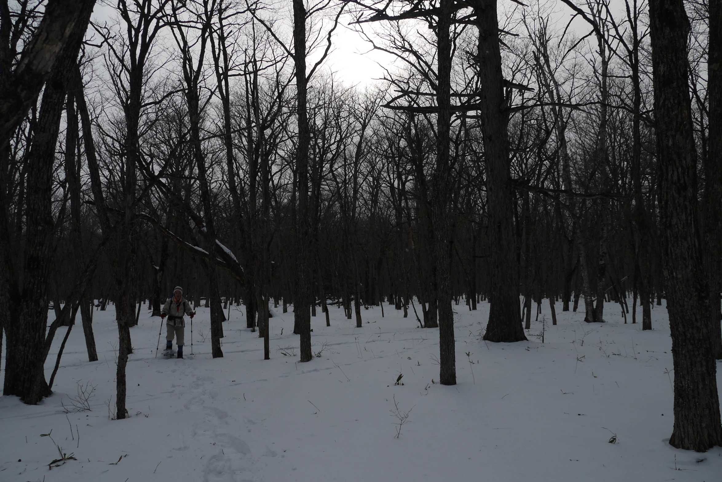 a lot of trees in the snow and a trail with tracks