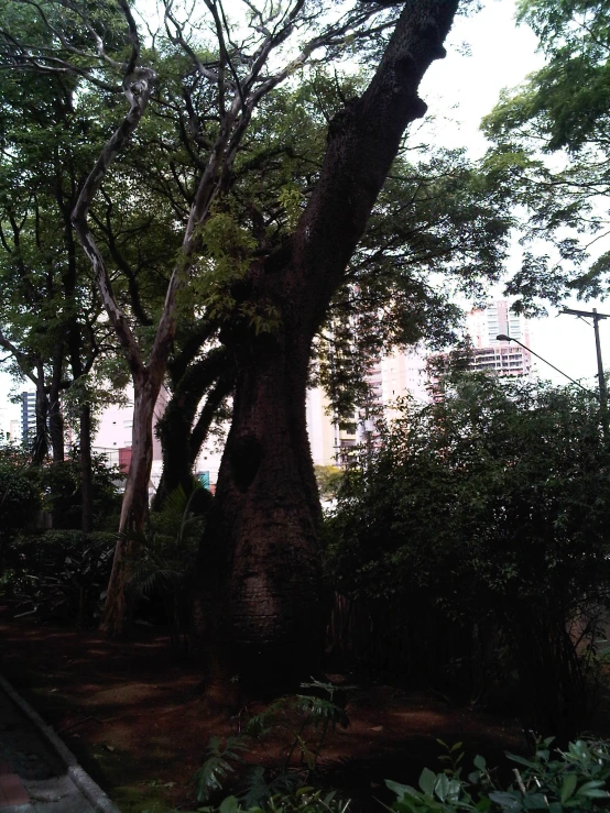 large trees near a sidewalk on a cloudy day