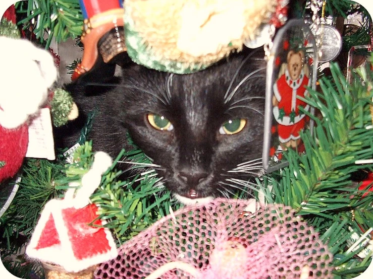 a cat with a stuffed animal hat sitting on the christmas decorations