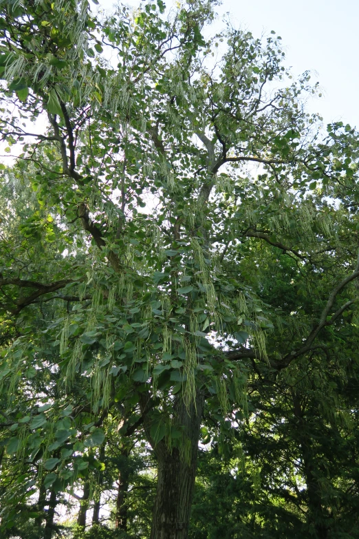 there are many green trees along the road