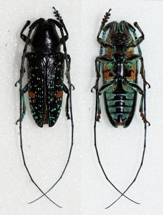 two beetles with green, blue and orange markings on their backs