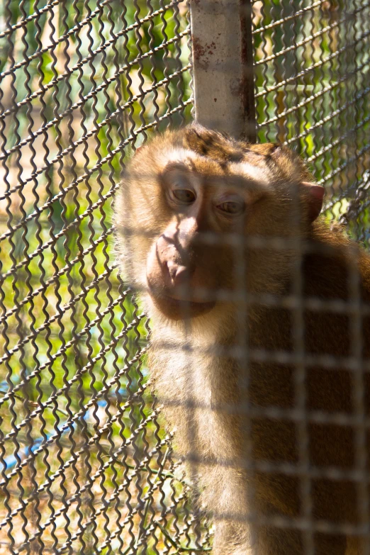 the monkeys are in captivity with the zoo worker