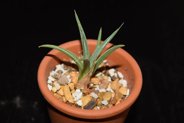 there is a succulent in a clay pot with rocks